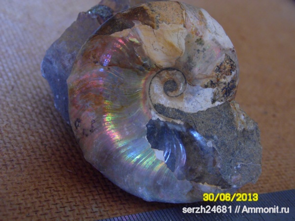 аммониты, моллюски, мел, Россия, головоногие моллюски, мезозойская эра, беспозвоночные, Ammonites, Desmoceratidae, р. Курджипс, Cretaceous