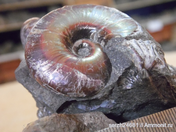 моллюски, мел, Россия, головоногие моллюски, мезозойская эра, Zuercherella, Краснодарский край, Desmoceratidae, р. Курджипс, Cretaceous