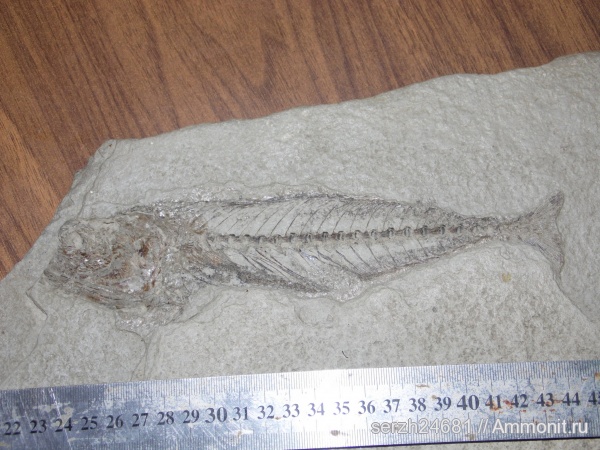 неоген, Россия, рыбы, позвоночные, кайнозойская эра, Краснодарский край, р. Пшеха, fish