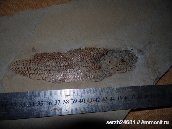 неоген, Россия, рыбы, позвоночные, кайнозойская эра, Краснодарский край, р. Пшеха, fish