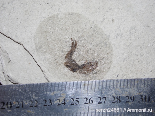 неоген, Россия, рыбы, позвоночные, кайнозойская эра, Краснодарский край, р. Пшеха, fish