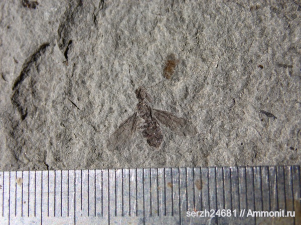 неоген, Россия, насекомые, членистоногие, кайнозойская эра, Краснодарский край, р. Пшеха