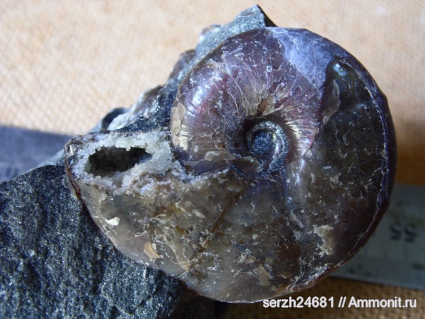 аммониты, моллюски, мел, Россия, головоногие моллюски, мезозойская эра, беспозвоночные, Ammonites, Zuercherella, Краснодарский край, Desmoceratidae, р. Курджипс, Cretaceous