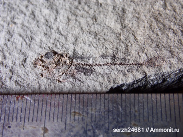 неоген, Россия, рыбы, позвоночные, кайнозойская эра, Краснодарский край, р. Пшеха, fish