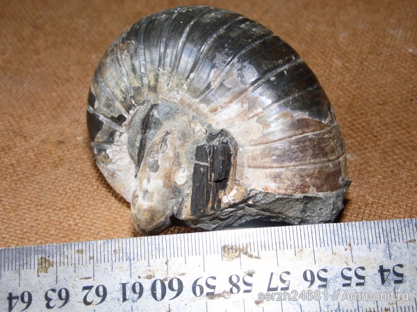 аммониты, моллюски, мел, Россия, головоногие моллюски, мезозойская эра, беспозвоночные, устье, Ammonites, Eogaudryceras, Краснодарский край, Eogaudryceras duvali, р. Курджипс, Cretaceous