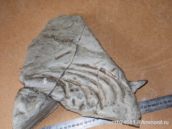 неоген, Россия, позвоночные, млекопитающие, кайнозойская эра, Краснодарский край, р. Пшеха