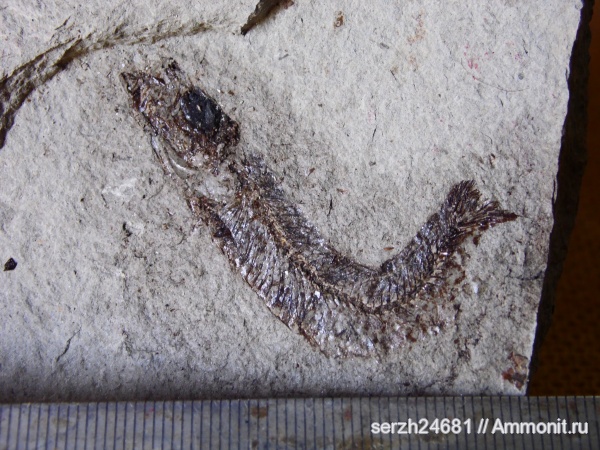 неоген, Россия, рыбы, позвоночные, кайнозойская эра, Краснодарский край, р. Пшеха, fish