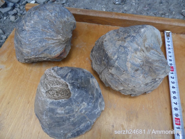 моллюски, мел, Россия, двустворчатые моллюски, мезозойская эра, беспозвоночные, Ampfidonta subsinuata, Cretaceous