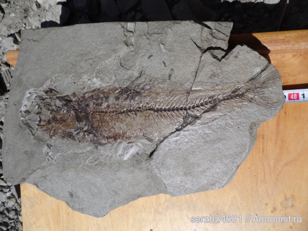 неоген, рыбы, позвоночные, кайнозойская эра, р. Пшеха, Clupea, fish