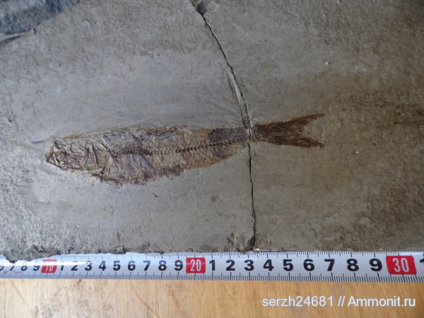 неоген, Россия, рыбы, позвоночные, кайнозойская эра, Краснодарский край, р. Пшеха, fish