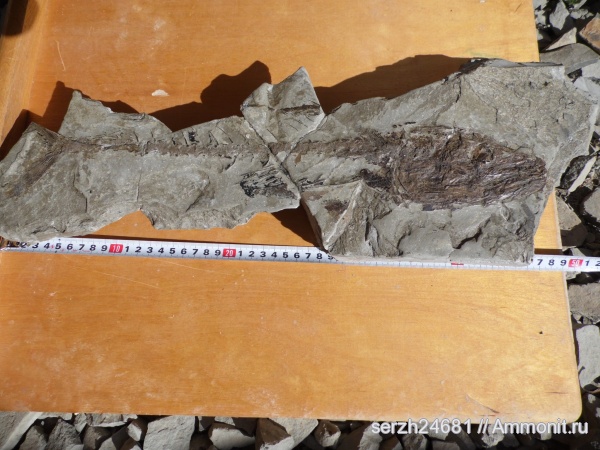 неоген, Россия, позвоночные, кайнозойская эра, Краснодарский край, р. Пшеха