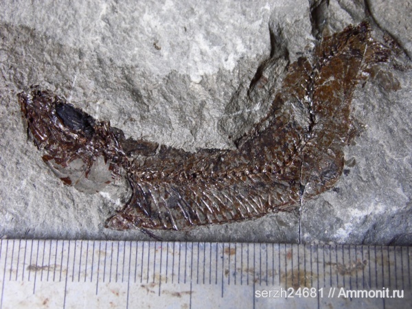 неоген, Россия, рыбы, позвоночные, кайнозойская эра, Краснодарский край, fish