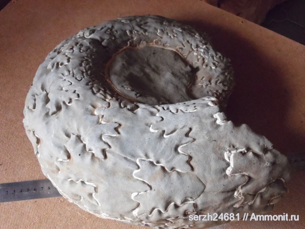 аммониты, моллюски, мел, Россия, головоногие моллюски, мезозойская эра, беспозвоночные, Ammonites, лопастные линии, Pictetia, Краснодарский край, р. Курджипс, Cretaceous