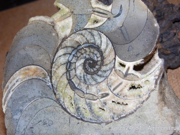 моллюски, мел, Россия, головоногие моллюски, мезозойская эра, беспозвоночные, сифон, Краснодарский край, Nautilida, р. Курджипс, Cretaceous