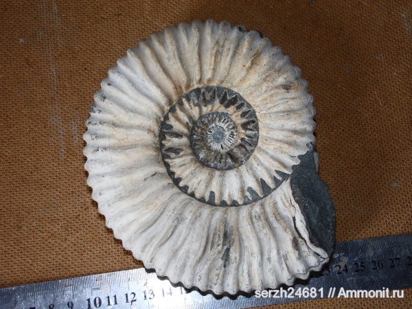 аммониты, моллюски, мел, Россия, головоногие моллюски, мезозойская эра, беспозвоночные, Ammonites, Acanthohoplites, Краснодарский край, р. Курджипс, Cretaceous