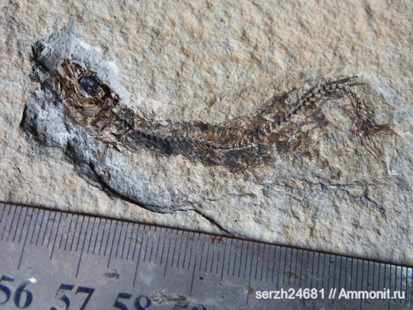 неоген, Россия, рыбы, позвоночные, кайнозойская эра, Краснодарский край, р. Пшеха, fish