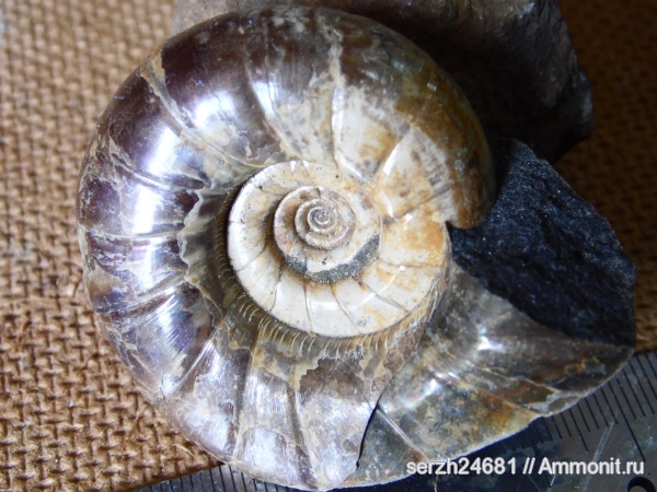 аммониты, моллюски, мел, Россия, головоногие моллюски, мезозойская эра, беспозвоночные, Ammonites, Eogaudryceras, Краснодарский край, Eogaudryceras umbilicostriatus, р. Курджипс, Cretaceous