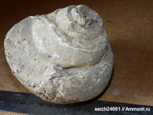 моллюски, мел, Россия, брюхоногие моллюски, мезозойская эра, беспозвоночные, Краснодарский край, Cretaceous