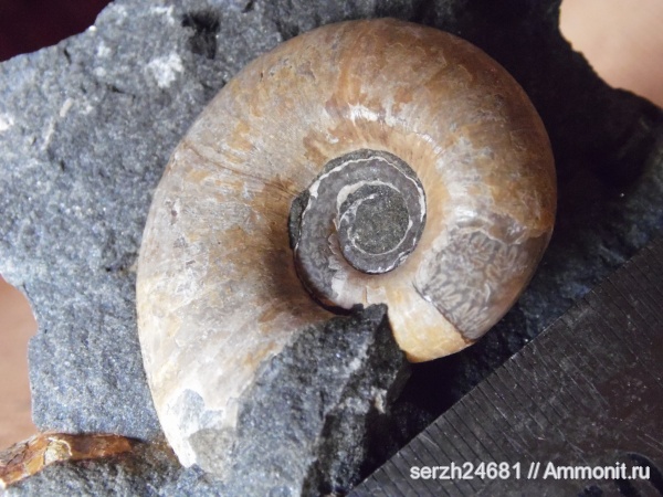 аммониты, моллюски, мел, Россия, головоногие моллюски, мезозойская эра, беспозвоночные, Ammonites, Pictetia, Краснодарский край, р. Курджипс, Cretaceous