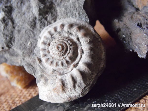 моллюски, мел, Россия, брюхоногие моллюски, мезозойская эра, Краснодарский край, р. Курджипс, Nummogaultina, Cretaceous