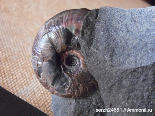 аммониты, моллюски, мел, Россия, головоногие моллюски, мезозойская эра, беспозвоночные, Ammonites, Zuercherella, Краснодарский край, р. Курджипс, Cretaceous