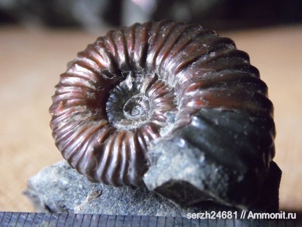 аммониты, моллюски, мел, Россия, головоногие моллюски, мезозойская эра, беспозвоночные, Ammonites, Acanthohoplites, Краснодарский край, р. Курджипс, Cretaceous