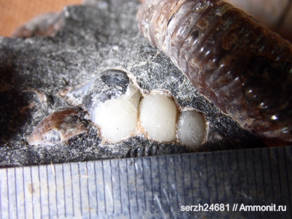 моллюски, мел, Россия, брюхоногие моллюски, мезозойская эра, беспозвоночные, Краснодарский край, р. Курджипс, Cretaceous