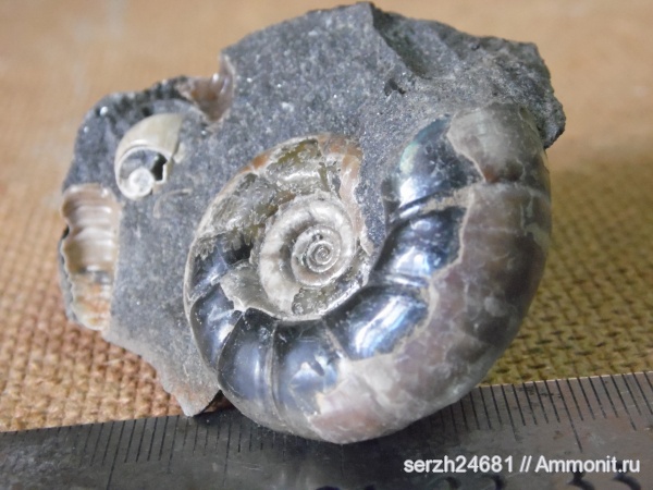 аммониты, моллюски, мел, Россия, головоногие моллюски, мезозойская эра, беспозвоночные, Ammonites, Eogaudryceras, Краснодарский край, р. Курджипс, Cretaceous