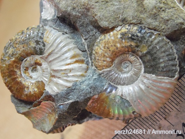 аммониты, моллюски, мел, Россия, головоногие моллюски, мезозойская эра, беспозвоночные, Ammonites, Acanthohoplites, Краснодарский край, р. Курджипс, Cretaceous