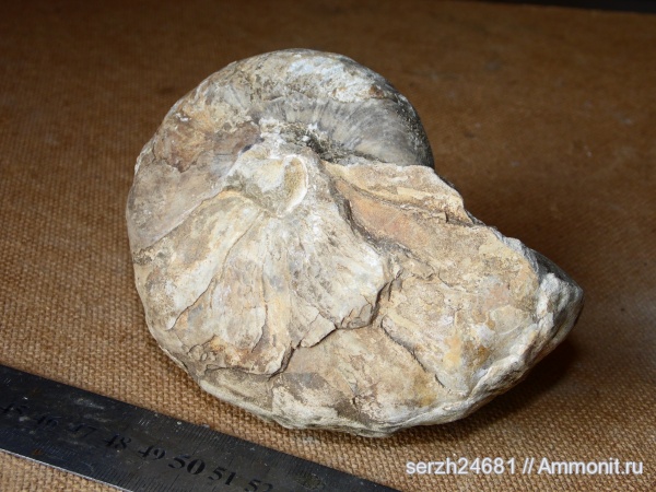 мел, Россия, наутилусы, головоногие моллюски, мезозойская эра, беспозвоночные, Nautilida, р. Курджипс, Cretaceous