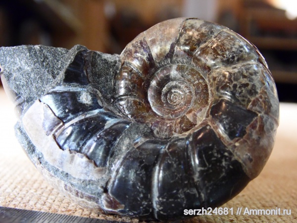 моллюски, Россия, головоногие моллюски, беспозвоночные, Краснодарский край, р. Курджипс