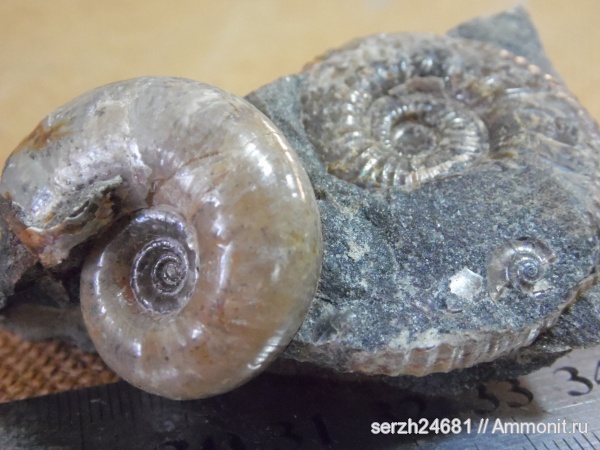 аммониты, моллюски, мел, Россия, головоногие моллюски, мезозойская эра, Ammonites, Краснодарский край, Cretaceous