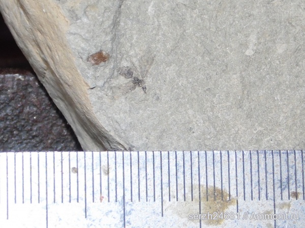 неоген, Россия, насекомые, членистоногие, кайнозойская эра, Краснодарский край, р. Пшеха