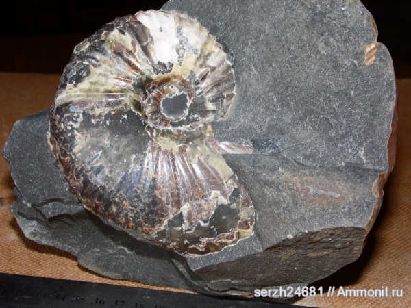 аммониты, моллюски, мел, Россия, головоногие моллюски, мезозойская эра, Ammonites, Краснодарский край, Cretaceous