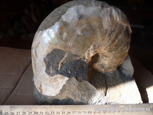 мел, Россия, наутилусы, головоногие моллюски, мезозойская эра, Nautilida, р. Курджипс, Cretaceous