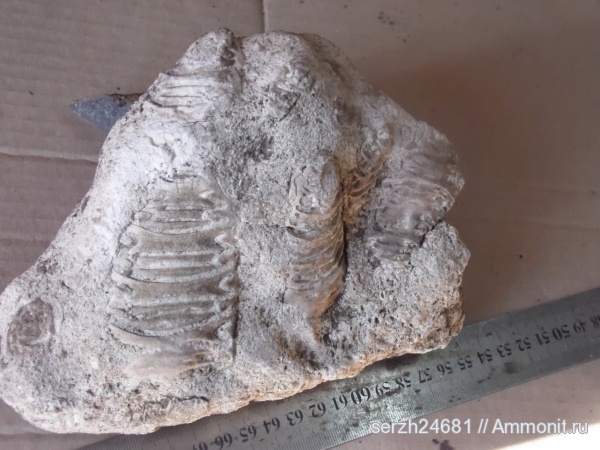 юра, кораллы, Россия, мезозойская эра, Jurassic