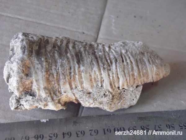 юра, кораллы, Россия, мезозойская эра, Nerineidae, Краснодарский край, Jurassic