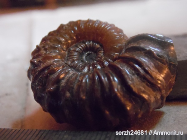 аммониты, моллюски, мел, Россия, головоногие моллюски, мезозойская эра, беспозвоночные, Ammonites, Acanthohoplites, Краснодарский край, р. Курджипс, Cretaceous