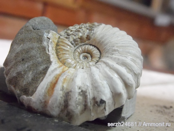 аммониты, моллюски, мел, Россия, головоногие моллюски, мезозойская эра, беспозвоночные, Ammonites, Acanthohoplites, Краснодарский край, р. Курджипс, Cretaceous