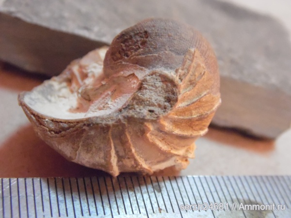 мел, Россия, наутилусы, головоногие моллюски, мезозойская эра, беспозвоночные, Nautilida, р. Курджипс, Cretaceous