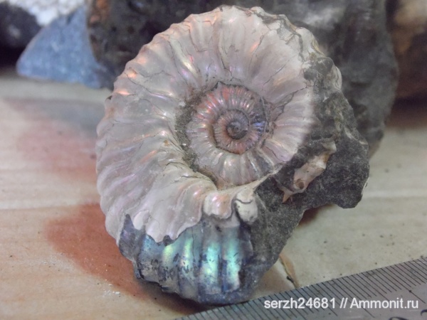 аммониты, моллюски, мел, головоногие моллюски, мезозойская эра, беспозвоночные, Ammonites, Acanthohoplites, Краснодарский край, р. Курджипс, Cretaceous