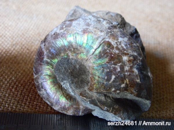 аммониты, моллюски, мел, головоногие моллюски, мезозойская эра, беспозвоночные, Ammonites, Краснодарский край, Desmoceratidae, р. Курджипс, Cretaceous