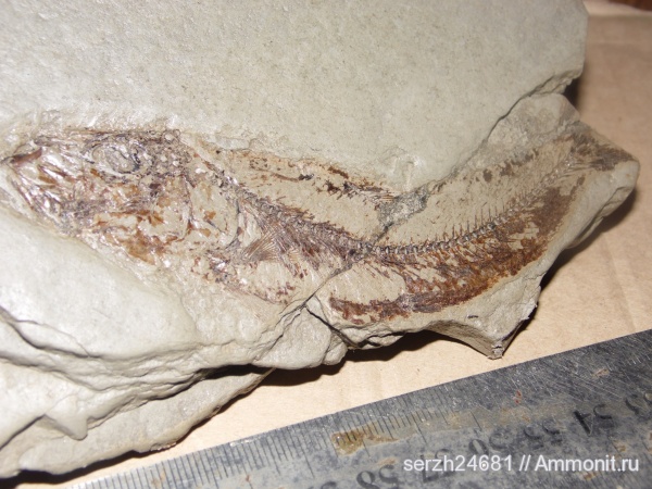 неоген, Россия, рыбы, позвоночные, кайнозойская эра, Краснодарский край, р. Пшеха, Clupea, fish