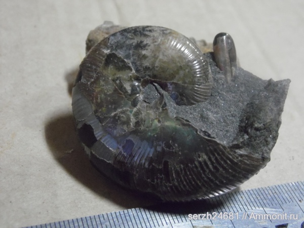 аммониты, моллюски, мел, Россия, головоногие моллюски, мезозойская эра, беспозвоночные, Euphylloceras, Ammonites, Ptychoceras, Краснодарский край, р. Курджипс, Cretaceous