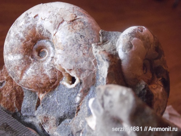 аммониты, моллюски, мел, Россия, головоногие моллюски, мезозойская эра, беспозвоночные, Ammonites, Краснодарский край, Desmoceratidae, р. Курджипс, Cretaceous