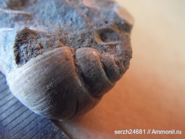 моллюски, мел, Россия, брюхоногие моллюски, мезозойская эра, беспозвоночные, Краснодарский край, р. Курджипс, Cretaceous