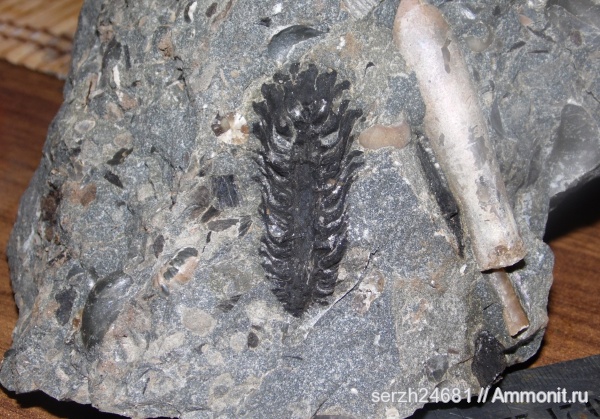 мел, Россия, растения, мезозойская эра, голосеменные, шишки, высшие растения, Краснодарский край, р. Курджипс, Pityostrobus, Cretaceous