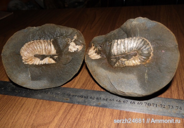 аммониты, мел, Россия, головоногие моллюски, мезозойская эра, беспозвоночные, Ammonites, Hamites, Краснодарский край, р. Курджипс, Cretaceous