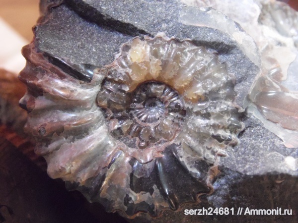 аммониты, моллюски, мел, Россия, головоногие моллюски, мезозойская эра, беспозвоночные, Ammonites, Acanthohoplites, Краснодарский край, р. Курджипс, Cretaceous