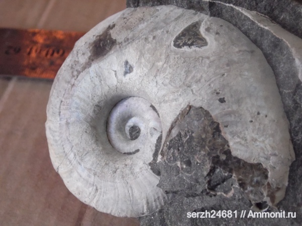 аммониты, моллюски, мел, Россия, головоногие моллюски, мезозойская эра, беспозвоночные, Ammonites, Zuercherella, Краснодарский край, р. Курджипс, Cretaceous